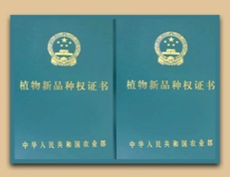 國家給三七頒發(fā)了這個證書，歷史首次！